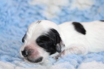 Les chiots de Cocker Spaniel Anglais