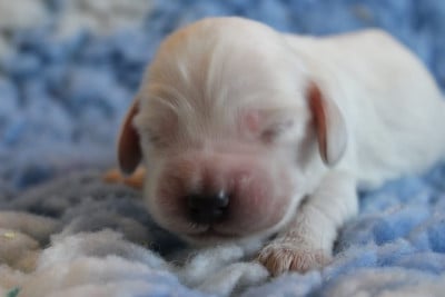 Les chiots de Cocker Spaniel Anglais