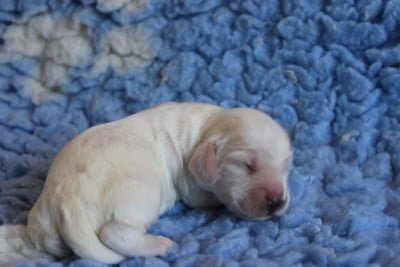 Les chiots de Cocker Spaniel Anglais