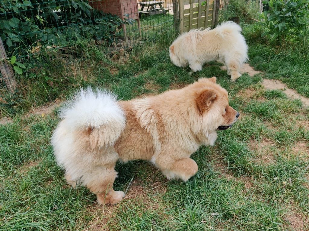 Tanuki des Pantoufles d'Amour