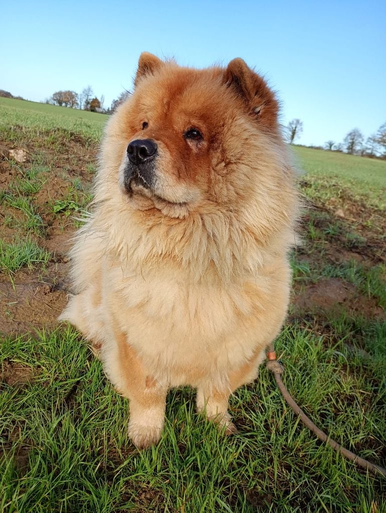 Tanuki des Pantoufles d'Amour