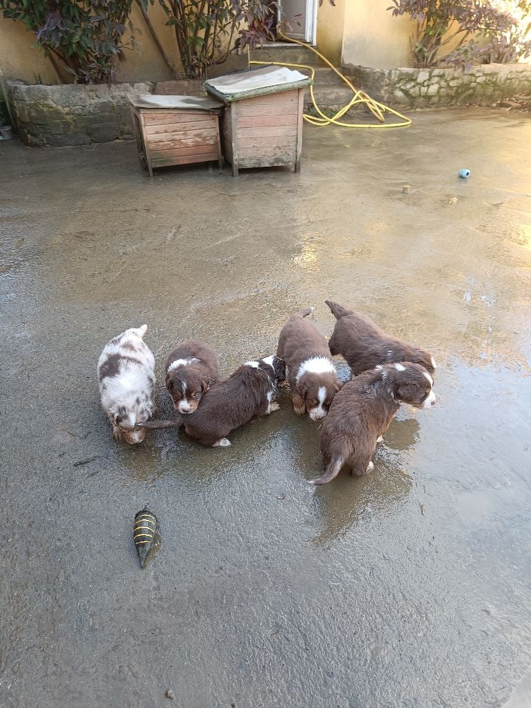 Berger Australien - D'Earth Of Legends