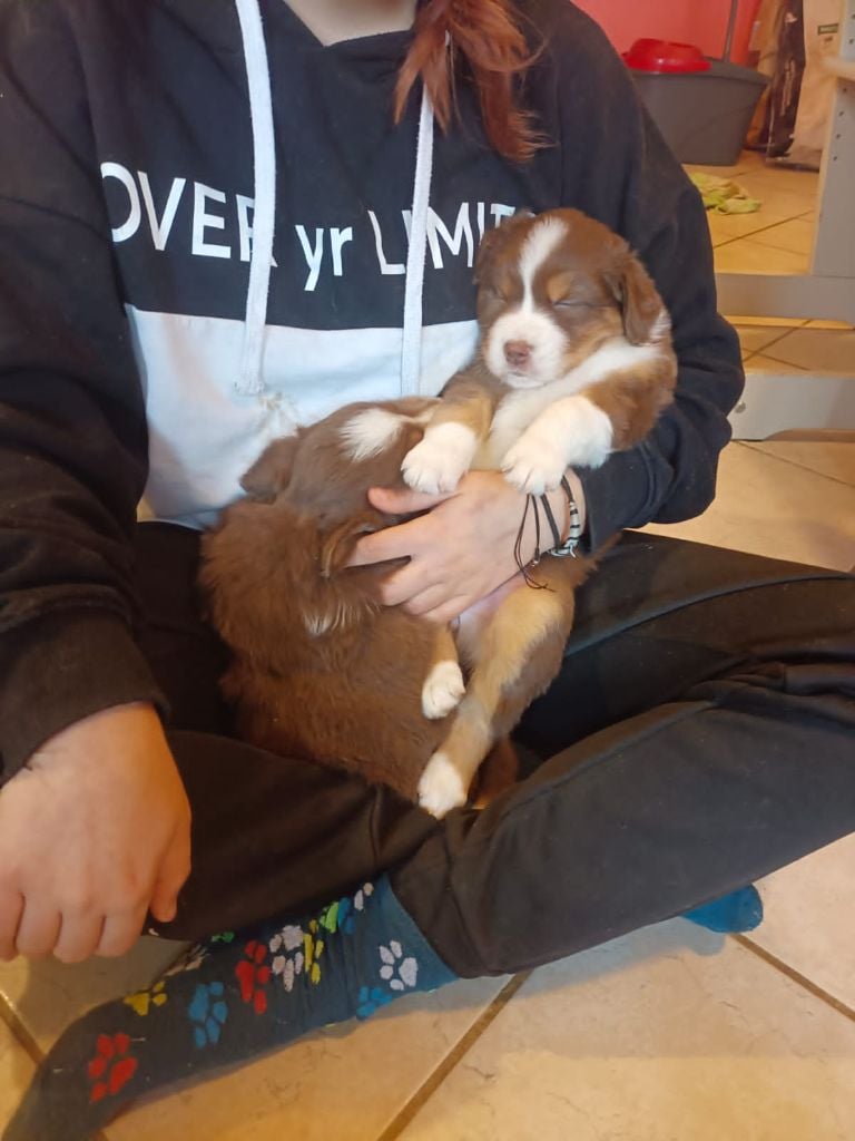 Femelle 3 rouge - Berger Australien