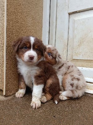 Les chiots de Berger Australien