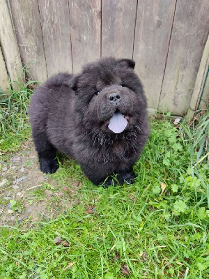 Les chiots de Chow Chow