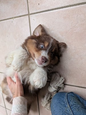 Les chiots de Berger Australien