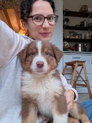 Les chiots de Berger Australien