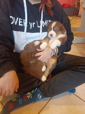 Les chiots de Berger Australien