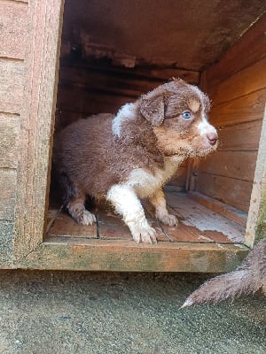 Les chiots de Berger Australien