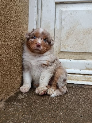 Les chiots de Berger Australien