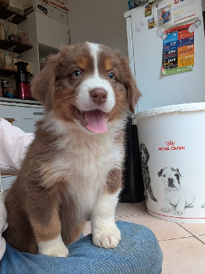 Les chiots de Berger Australien
