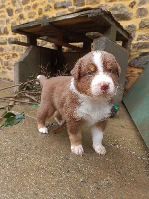 Les chiots de Berger Australien