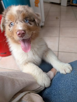 Les chiots de Berger Australien