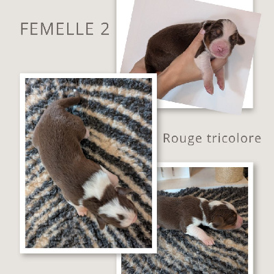 Les chiots de Berger Australien