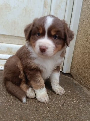 Les chiots de Berger Australien