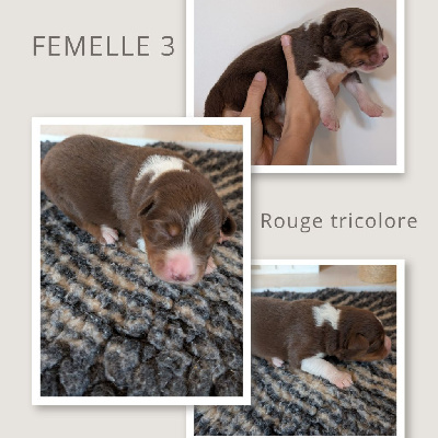 Les chiots de Berger Australien
