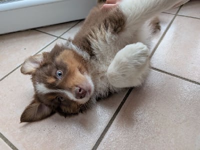Les chiots de Berger Australien