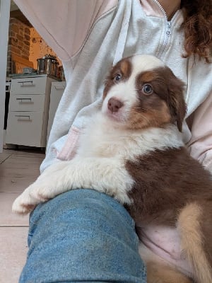 Les chiots de Berger Australien