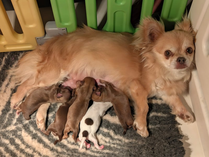 Chihuahua - D'Earth Of Legends