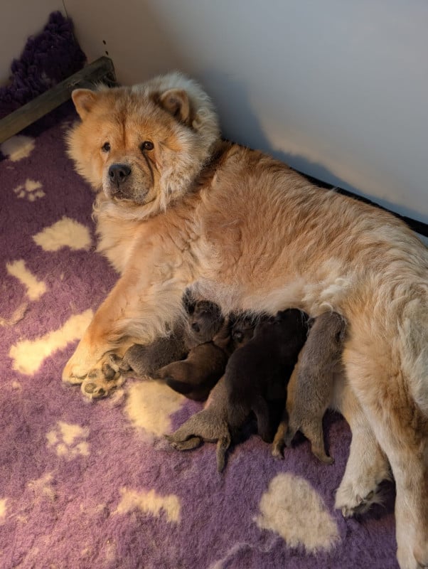 Chow Chow - D'Earth Of Legends