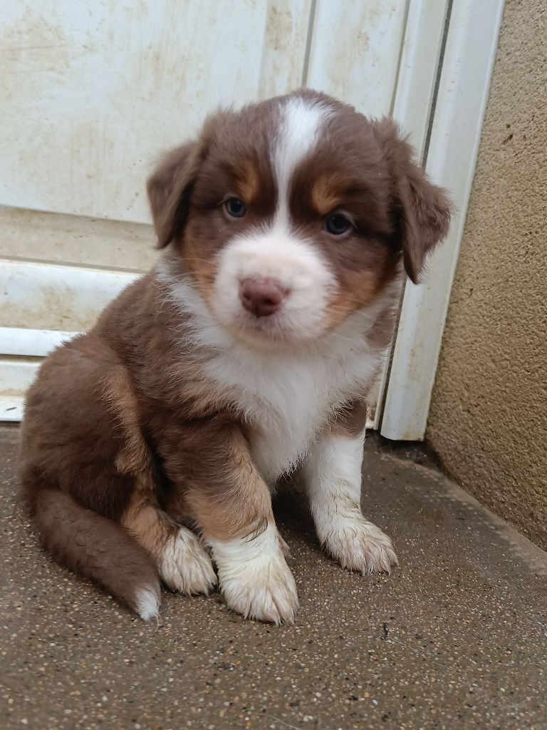 Femelle 4 Rouge - Berger Australien