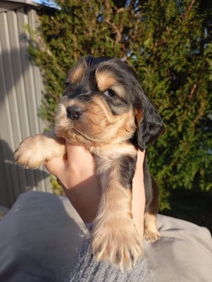 Les chiots de Cocker Spaniel Anglais