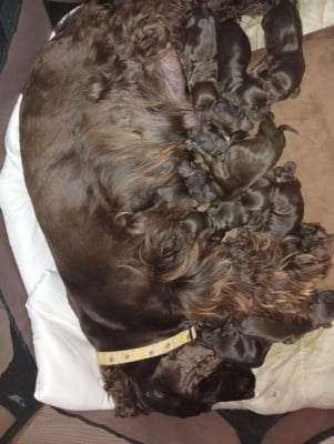 Cocker Spaniel Anglais