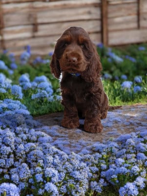 Les chiots de Cocker Spaniel Anglais