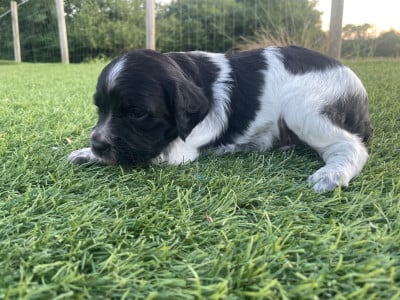 Les chiots de Epagneul Breton