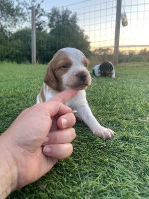 Les chiots de Epagneul Breton