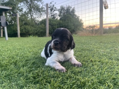 Les chiots de Epagneul Breton