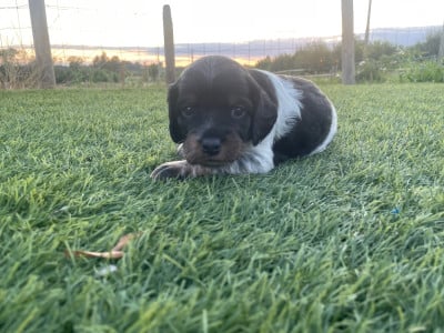 Les chiots de Epagneul Breton