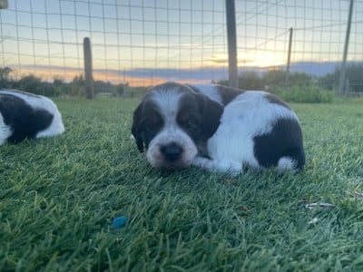 Les chiots de Epagneul Breton