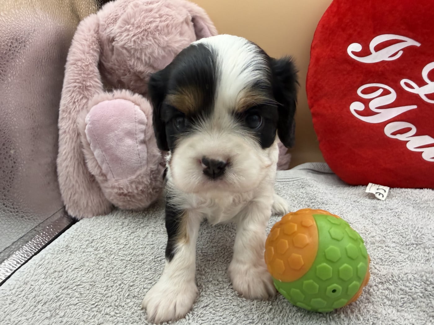 B... - Cavalier King Charles Spaniel