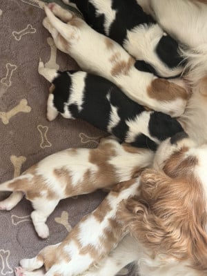Cavalier King Charles Spaniel