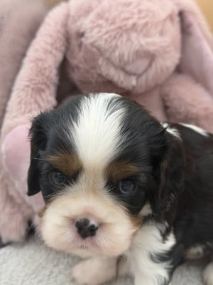 B... - Cavalier King Charles Spaniel