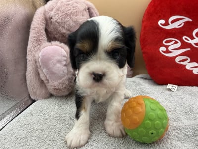 B... - Cavalier King Charles Spaniel
