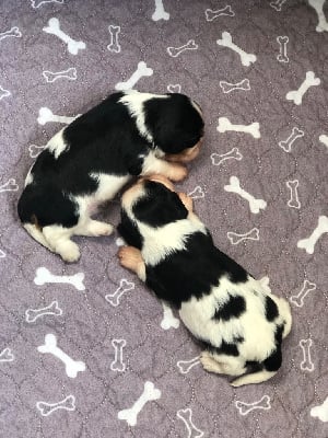 Les chiots de Cavalier King Charles Spaniel