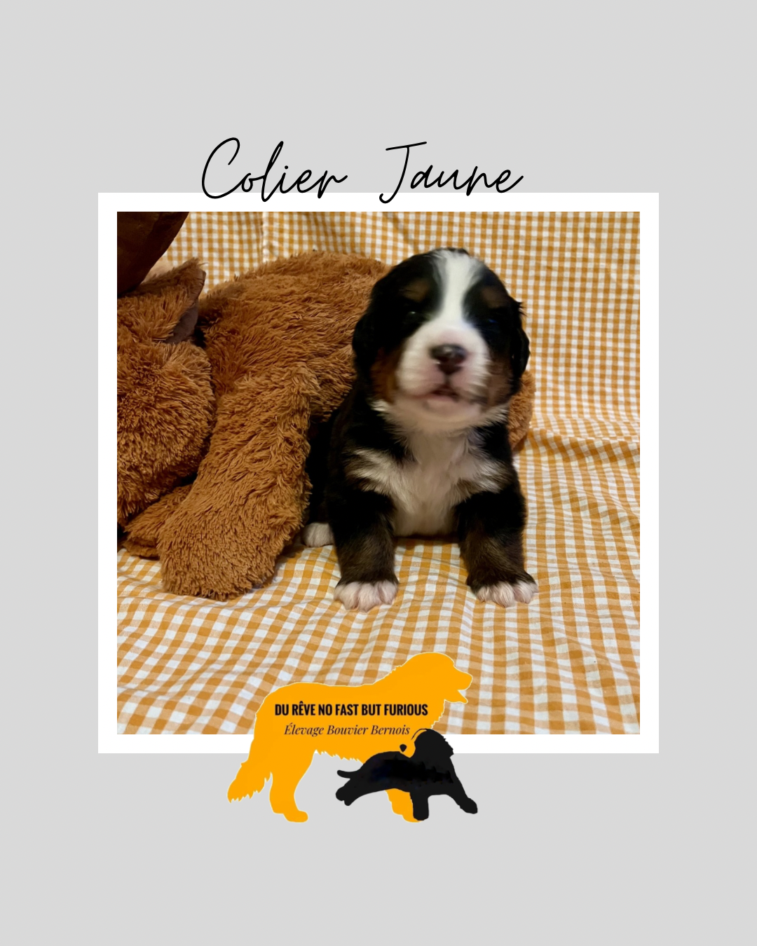 Collier jaune - Bouvier Bernois