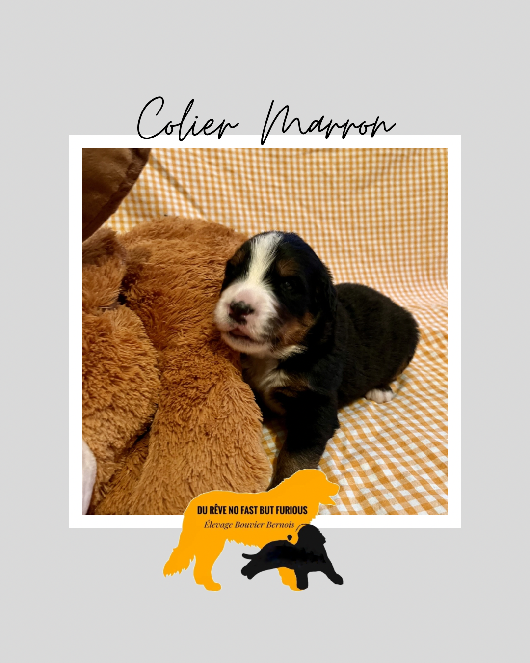 Collier marron - Bouvier Bernois