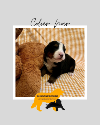Les chiots de Bouvier Bernois