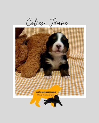 Les chiots de Bouvier Bernois