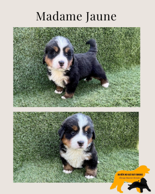 Les chiots de Bouvier Bernois