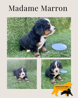 Les chiots de Bouvier Bernois