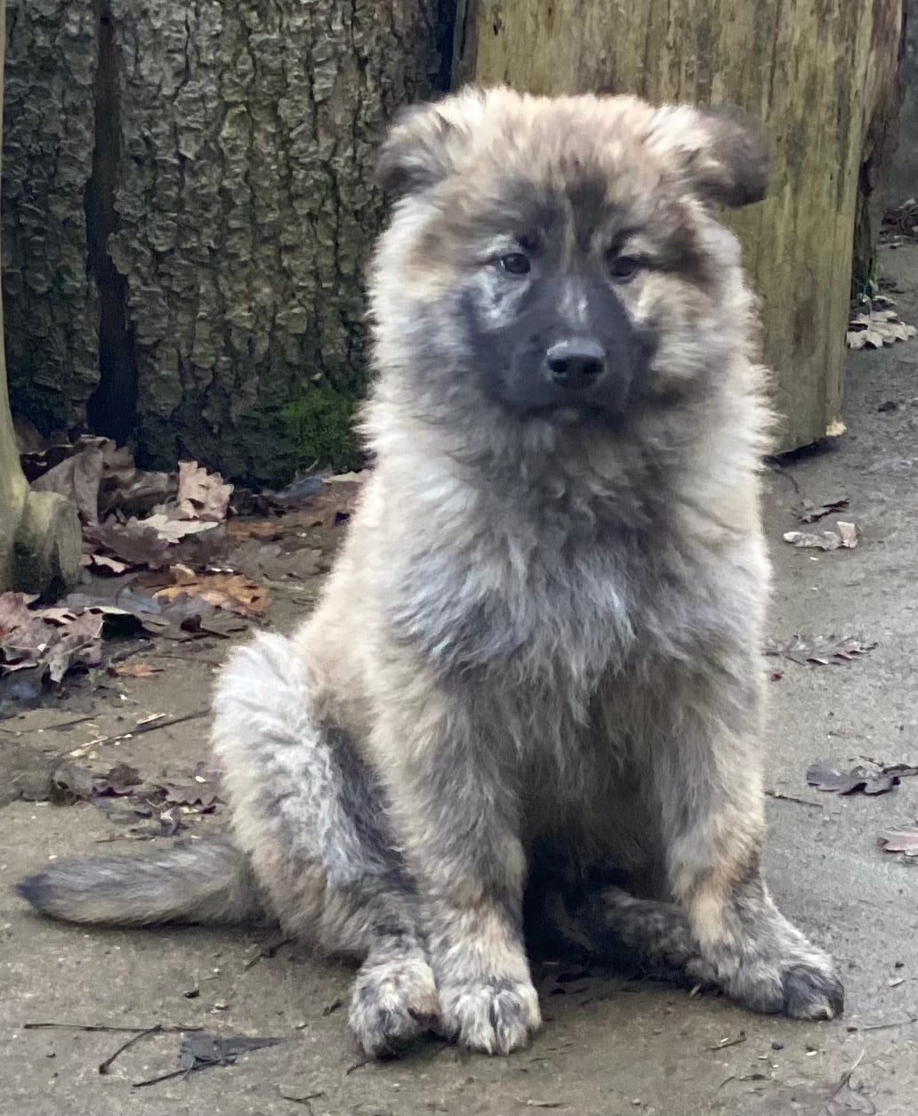 CHIOT - Berger hollandais