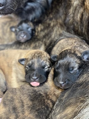 Les chiots de Berger hollandais