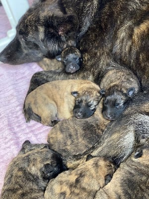 Les chiots de Berger hollandais