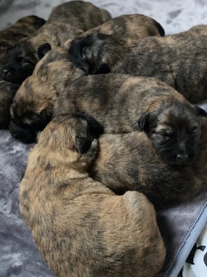 Les chiots de Berger hollandais