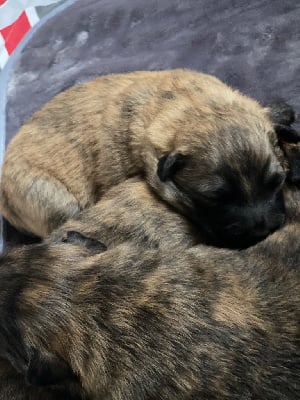 Les chiots de Berger hollandais