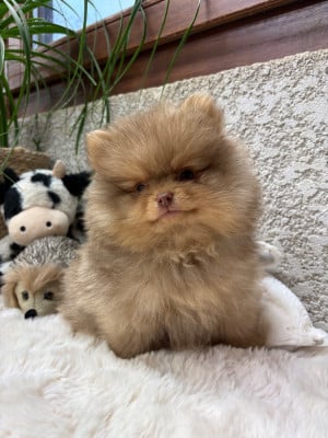 Les chiots de Spitz allemand